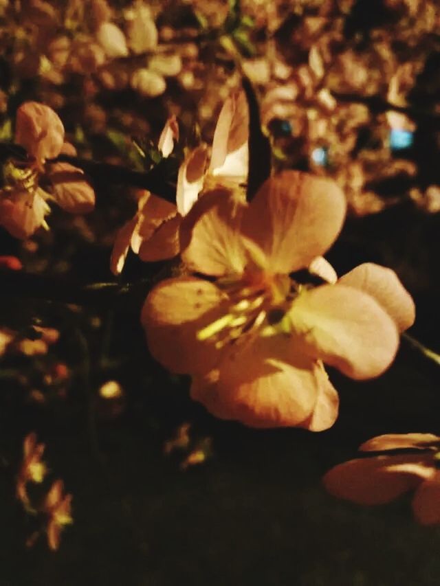 flower, growth, fragility, close-up, beauty in nature, petal, freshness, nature, focus on foreground, flower head, plant, season, no people, outdoors, orange color, selective focus, botany, high angle view, leaf, day