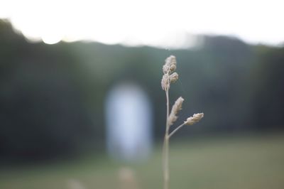 Close-up of flowering plant on land