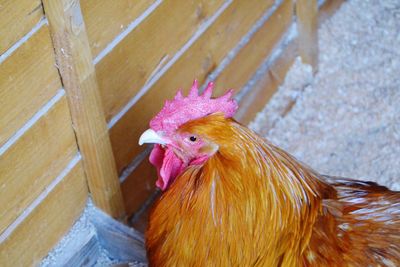 Close-up of rooster