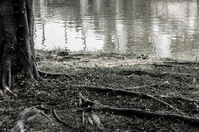 Reflection of tree in lake