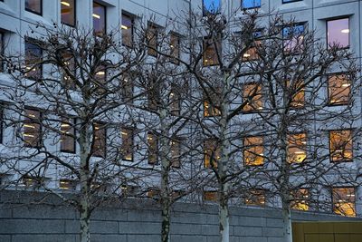 Low angle view of tree against building