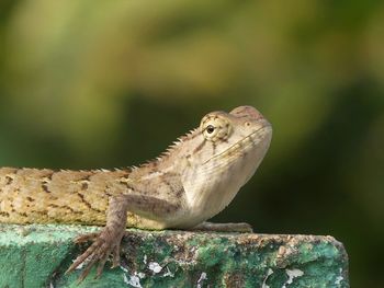 Close-up of lizard on rock