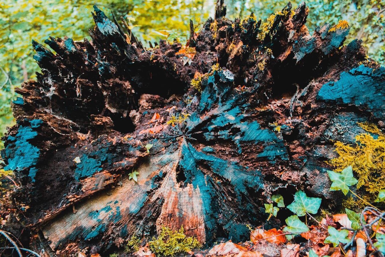 CLOSE-UP OF LICHEN ON TREE