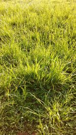 Trees on grassy field