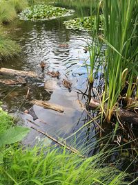 High angle view of plants in lake