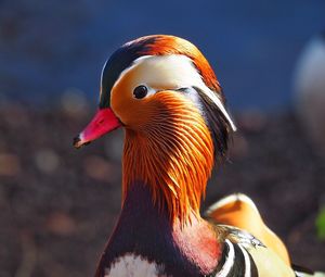 Close-up of bird