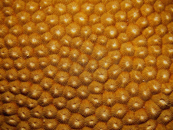Full frame shot of textured surface