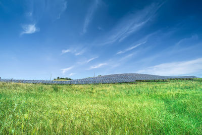 Scenic view of agricultural field against blue sky