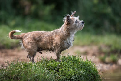 Dog standing in field