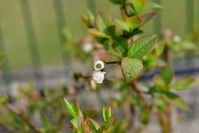 Close-up of green leaves on plant