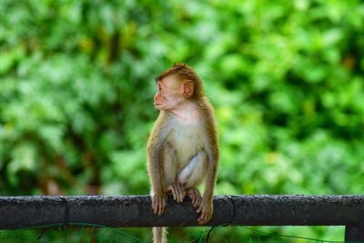 Monkey sitting on tree