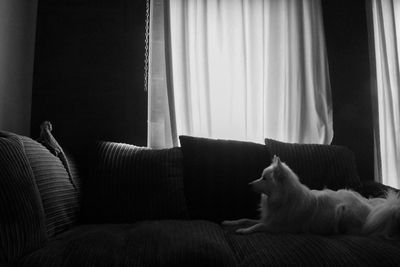 Cat resting on sofa at home