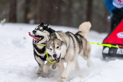 View of a dog on snow field