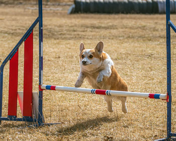 Welsh corgi is taking part in an agility competition.