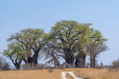 Trees growing on field against clear sky