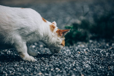 Close-up of a cat on the road