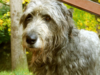 Close-up of dog in garden