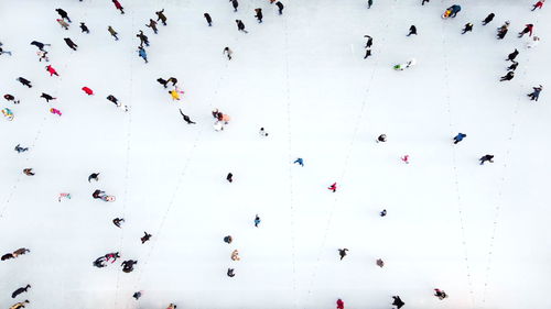 Low angle view of birds flying over snow