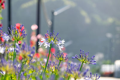 Close-up of purple flowering plants