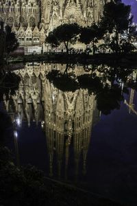 View of trees in the park