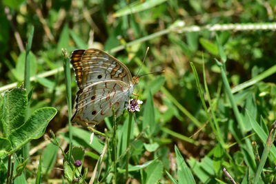 Close-up of butterfly on plant