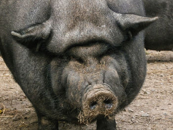 Close-up of a pig 