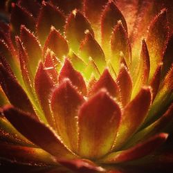 Full frame shot of fresh cactus flower