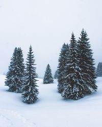Trees in forest against clear sky during winter