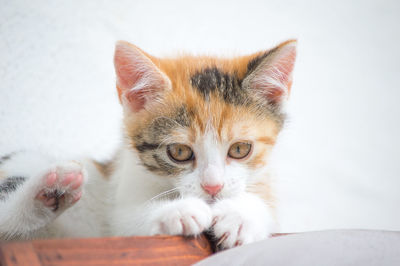 Close-up portrait of kitten