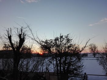 Silhouette plants by bare trees against sky during sunset