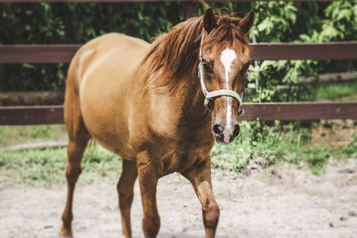 Close-up of horse standing in farm