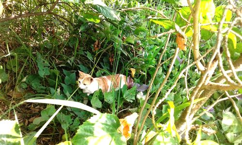 Cat amidst plants