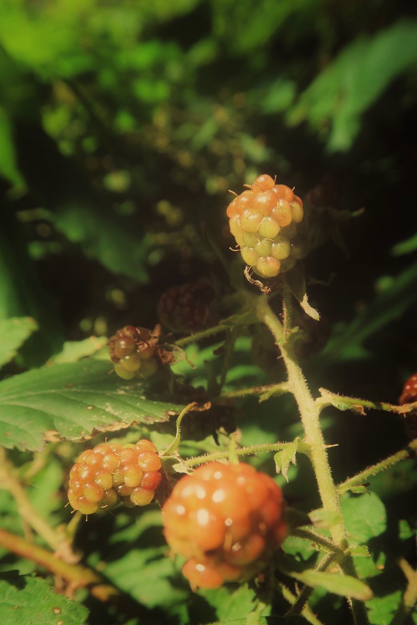 CLOSE-UP OF FRESH RED FLOWER BUDS