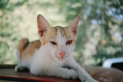 Close-up portrait of a cat