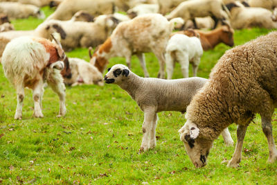 Sheep grazing in a field