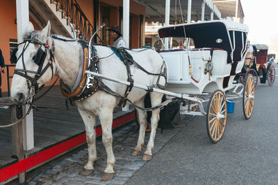 Horse cart on street in city