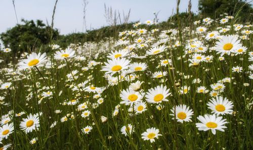 Full frame shot of white daisy flowers in field