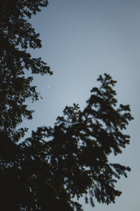 Low angle view of silhouette tree against clear sky