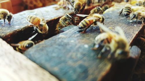 Honey bees on hive