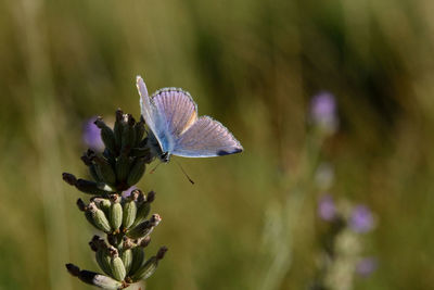 Close-up of butterfly pollinating on purple flower