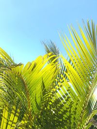 Low angle view of palm tree against sky