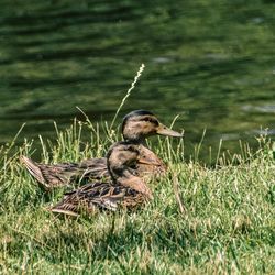 Duck on grassy field
