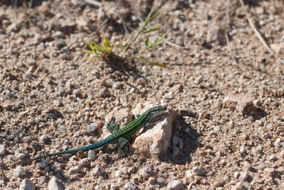 High angle view of lizard on field