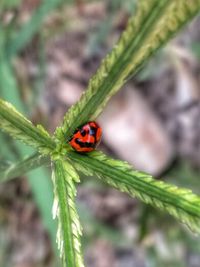 Close-up of ladybug on leaf