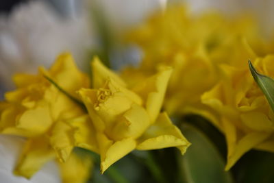 Close-up of yellow flowers