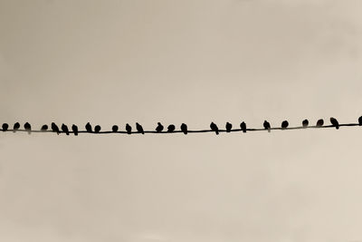 Low angle view of birds flying against clear sky