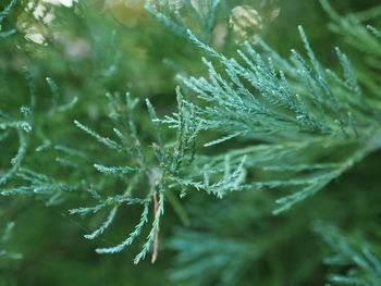 Close-up of wet plant leaves during winter