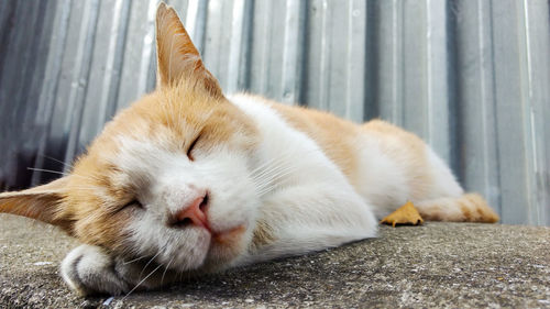 Close-up of cat sleeping