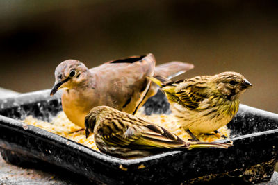 Close-up of sparrow perching outdoors