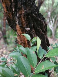 Close-up of fresh green plant in forest